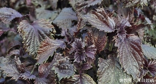 助眠|农村的一种野草,孕妇吃安胎,放枕边助眠,泡水喝还能治感冒