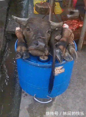 |搞笑GIF趣图:“丘比特都不帮我,我减肥有啥用?”