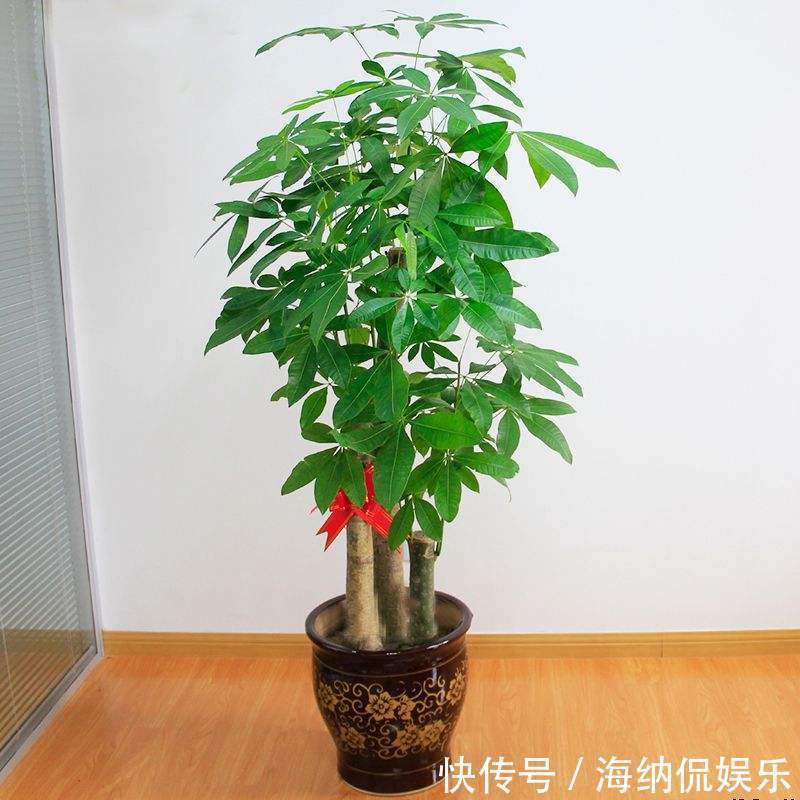 谨记|此3种“盆栽花”不能随便送人，养家养人又“镇宅”，要谨记