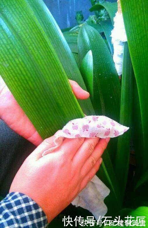 效果|啤酒水到底能不能浇花？石头测试了4个方法，看看有效果吗？