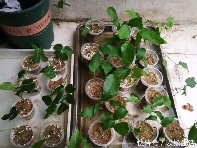 6月,最适合扦插的花,一插就活,大白根冒疯了