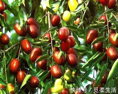 梧桐树|家里种树，讲究大，5种树旺宅，3种树不能栽，你知道是什么吗