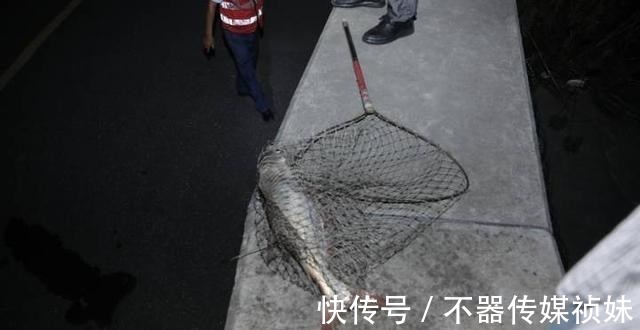 长江君|水里发生了什么?钱塘江大量鱼群乱跳,江边钓鱼人:这是潮头鱼