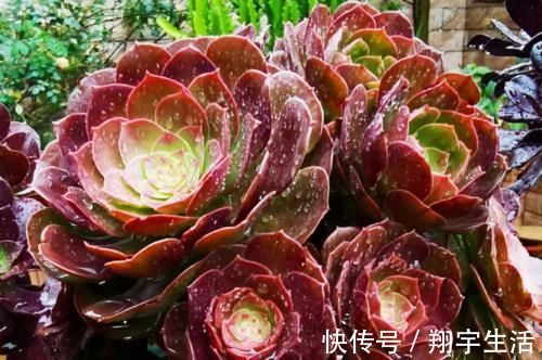 多肉法师|多肉法师老桩适合放在什么地方养？当然是通风好又宽敞的环境中了