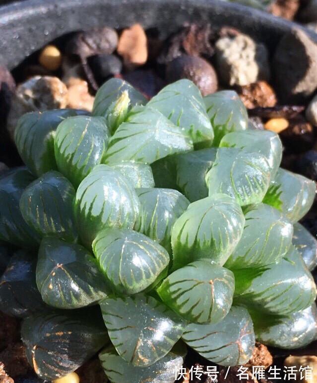 这些不喜欢阳光的多肉，养在办公室最合适了