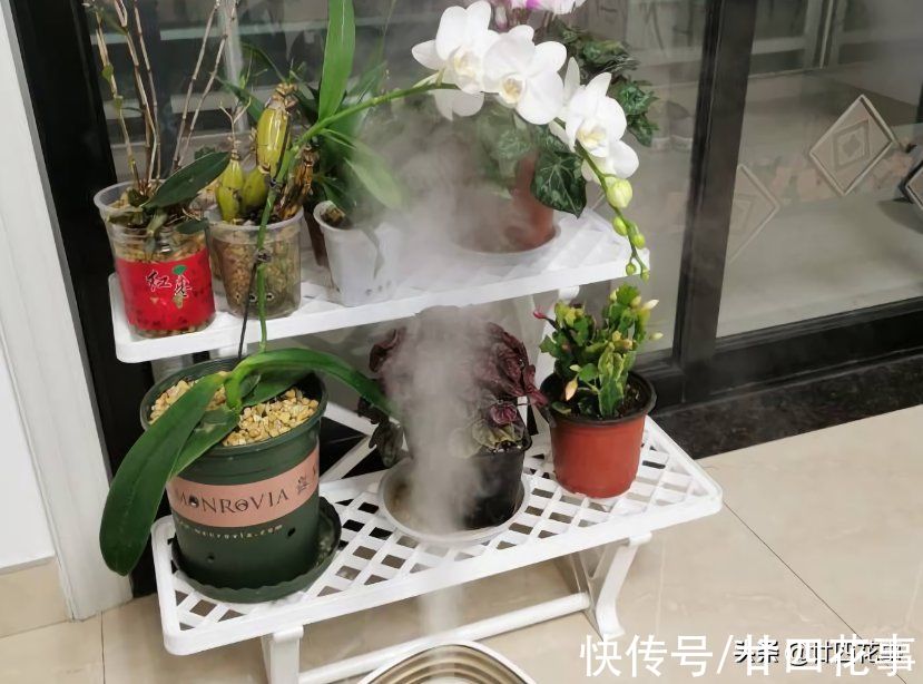 冬天再干燥，5种花也别乱喷水，容易黄叶、长黑斑，还掉花