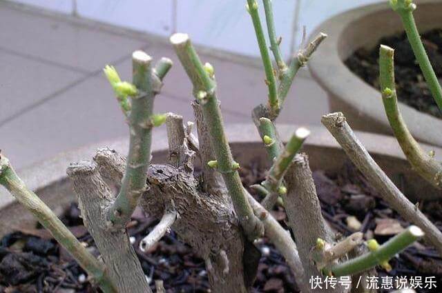 矮化茉莉的手法,只需这里“剪一下”,植株矮壮,发满“花芽”