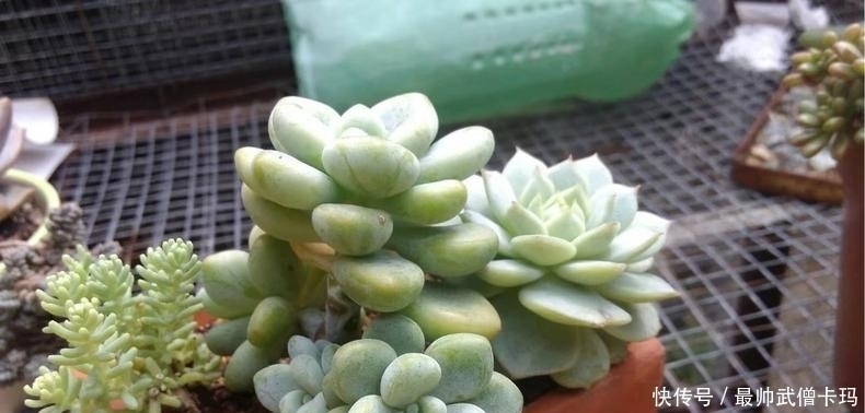 自制发酵肥料喂多肉 结果一个劲儿徒长 粉紫色 自制发酵肥料喂多肉 结果一个劲儿徒长 粉紫色