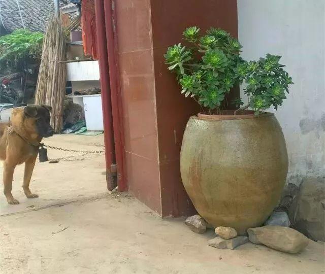 他用菜坛子种多肉，1分不花，呼呼长成“大米饭”！