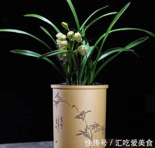 兰花怎么养，做好这些，开花多又香