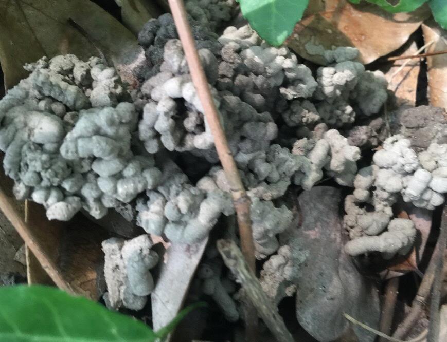 土壤|出门遛弯捡点它回家,一处理养花,植物长得又旺又壮