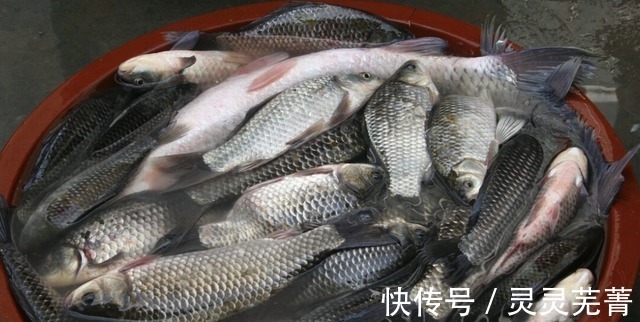 污染|这几类鱼尽量少吃,或对身体不利,不妨了解一下!