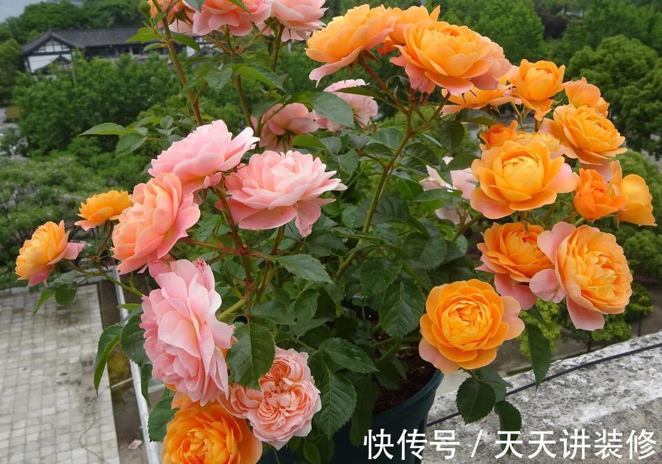 5种“漂亮花”，趁着秋天快扦插，7天就生根，年底就赏花