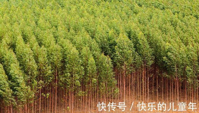 鸦胆子|5年前感染上幽门螺杆菌,老中医教会他认识了这10种草,受益终身