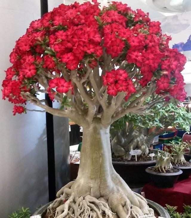 玫瑰|把沙漠玫瑰养成“盆景”,颜值高、价值高,太容易成型了