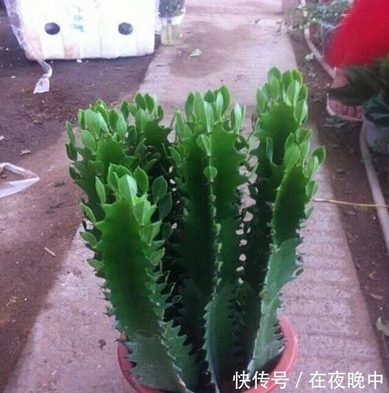 青龙骨如何扦插?教你4个扦插方法,15天就生根,一年“窜上房”