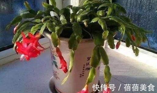 花期中的蟹爪兰该怎么养，注意4点，花期长花色艳