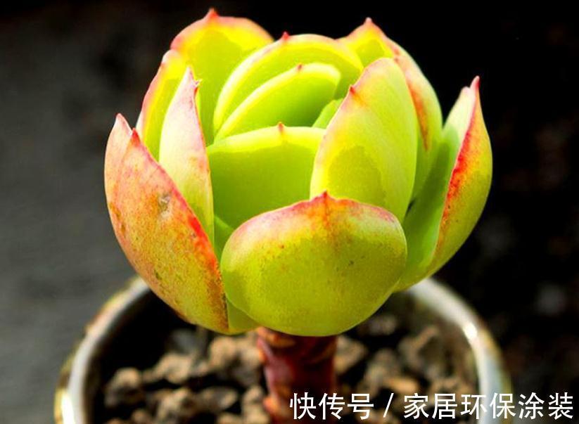 天冷不能露养多肉,碧桃该怎么办?多注意4点,根壮茎叶美