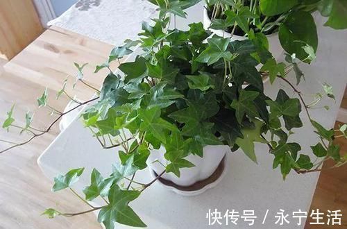 植株|卧室、客厅必养的5种花，甲醛少、空气好，家人身体倍儿健康