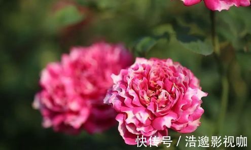 “高档玫瑰”紫雾凝霜，美丽怡人，芳姿耀眼，喜欢玫瑰不妨试试