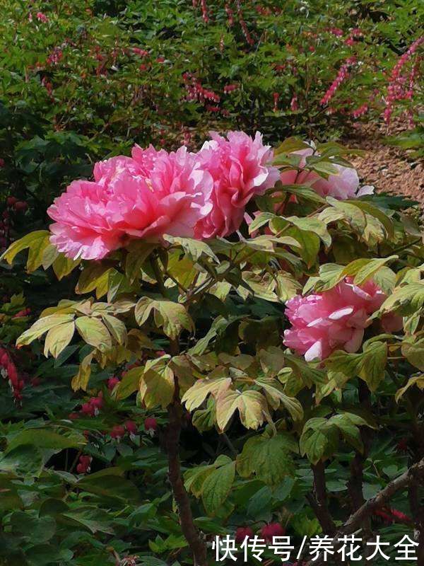 这么多花，为什么偏偏牡丹是“花中之王”？看完你也得服