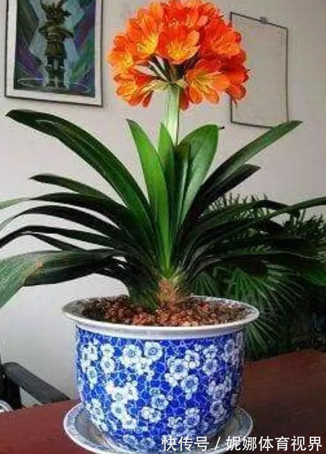 李大姐养君子兰，年年开大花，有吉祥好兆头，原来是她做对5件事