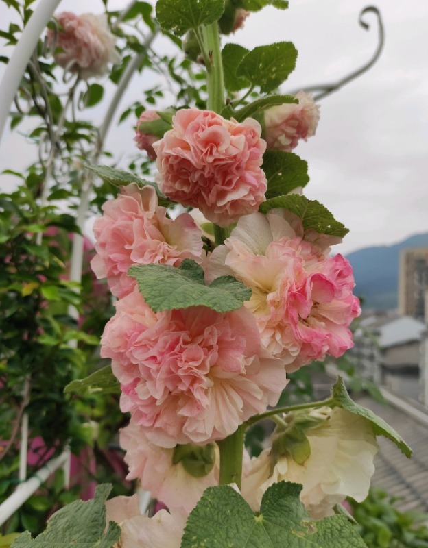 漂亮的蜀葵开花了，随便撒些种子，来年就是一片花海！