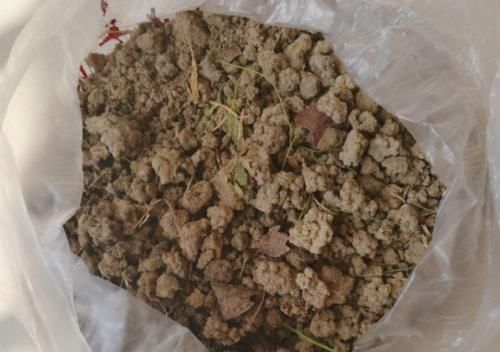 老花匠：用这3样泡水浇花，养根很管用！