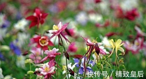 养花就养这几款,全年开花不停,颜值高,随便一养成花海!