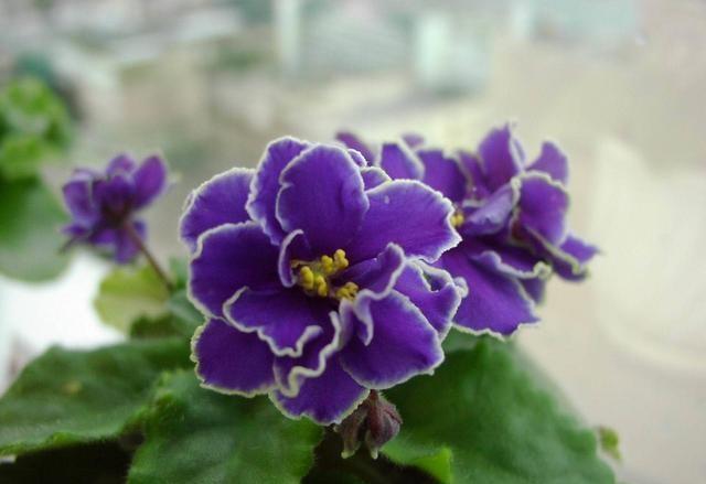 盆栽非洲堇，好养易爆盆，一年四季花开不断！