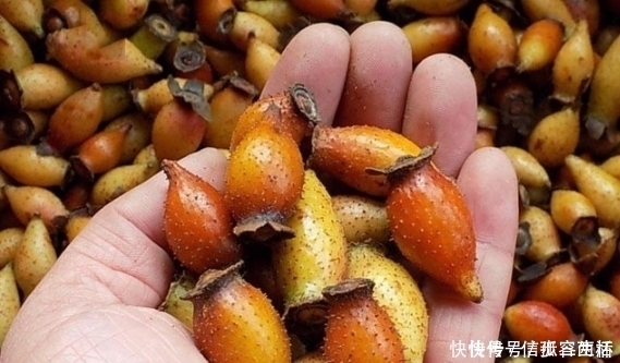 野果|長滿刺的紅色野果,很多人視而不見,殊不知已賣到50元一斤
