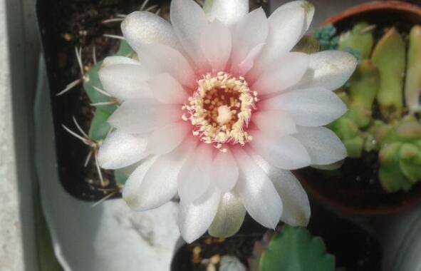 喜欢养花，就养这4款，年头开到年尾，花姿优雅多态