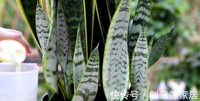 盆栽|秋季养殖虎皮兰，室内盆栽该注意哪些？牢记3点不吃亏