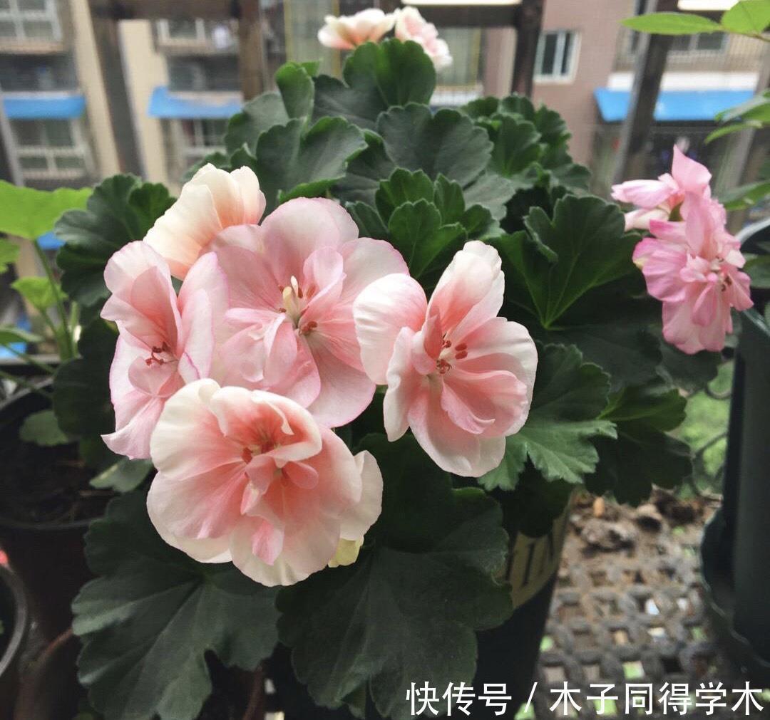 夏季的时|2种“开花机器”,适合养阳台,夏秋都有花,花色绝美看不腻