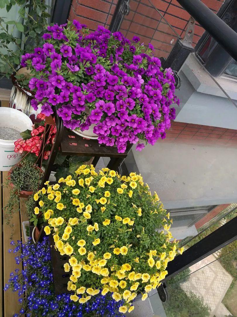 再穷也要养长寿花，寓意好、开花美，养人又养家！