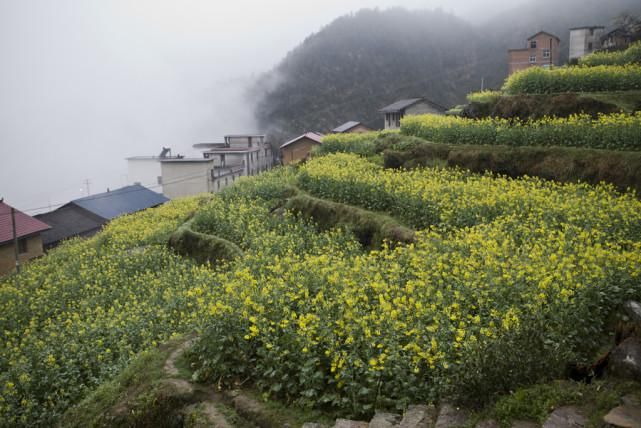 赏油菜花不用去婺源，浙江小城不用门票，更有江南小布达拉宫