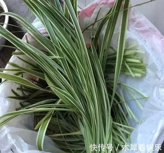 新手|快死的花这样剪,3天保证活,学会就是大神,新手想想就很激动