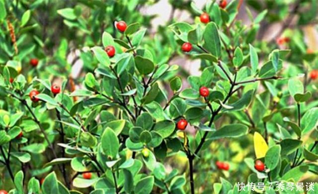 常见|这种野草很常见，皇帝给它取名“紫金鞭”，但是很多人却不敢碰它