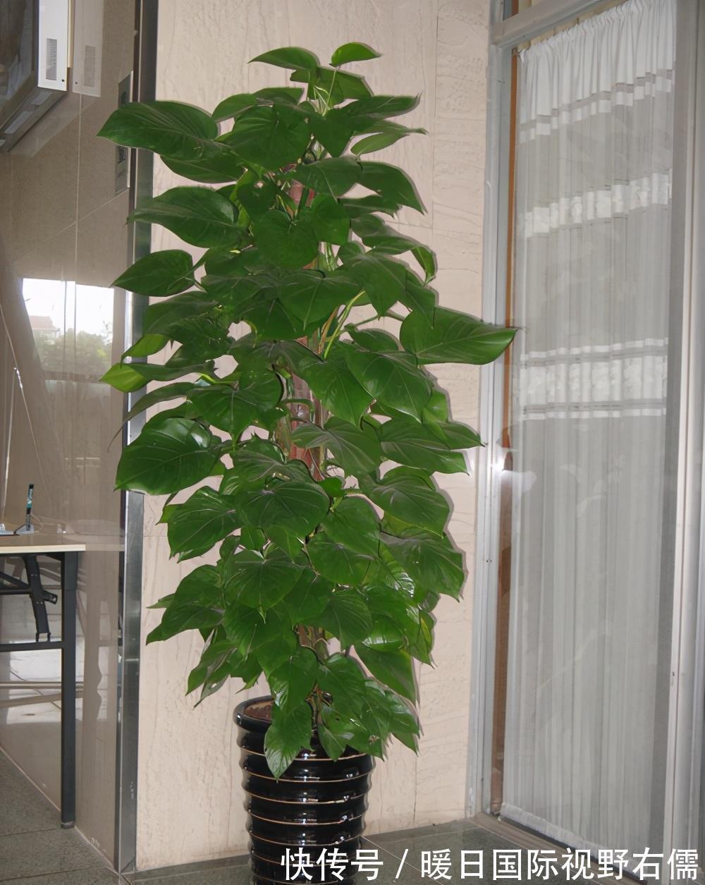 盆栽|5种“耐阴花”,养在北阳台上不见光,开花也很爆