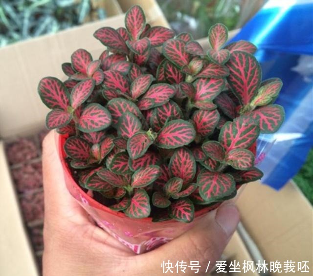 这4种耐阴花，“叶子”比花朵“更值钱”，北房间“没光”也能养！