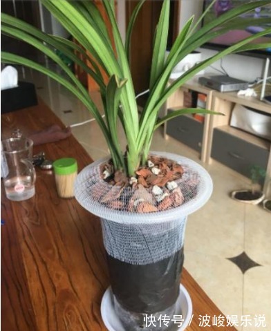 施肥|“兰花”怎么养做好5点，叶子油绿，开花多，又香又好看！