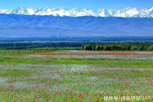 伊犁河谷:天山红花几月开?