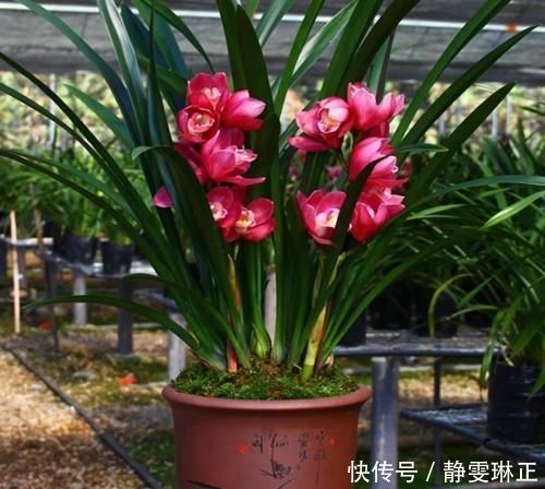 香味|这款兰花太勤快,开花一茬接一茬,花大、色艳、香味浓