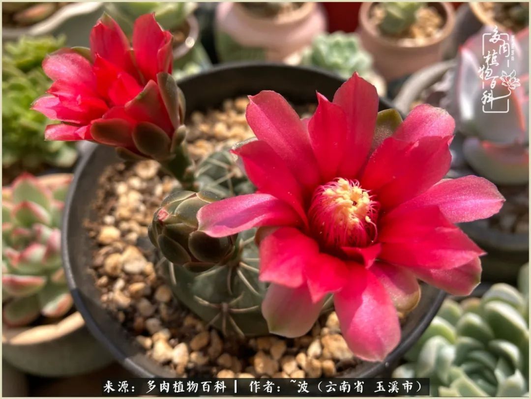 多肉|遇见即美,花事未荼蘼!种一桌子多肉,看花开花落!