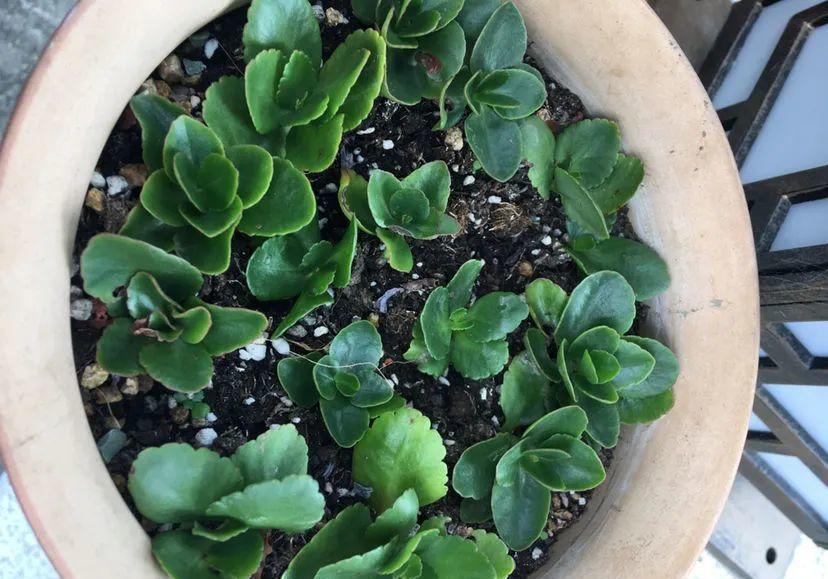 养长寿花，避开5个“坑”，开满大花头，阳台满花球