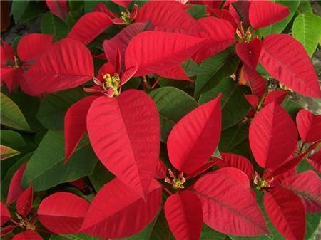 一品红|这8种花,冬天非但冻不死,还花开不断,挤满整个阳台!