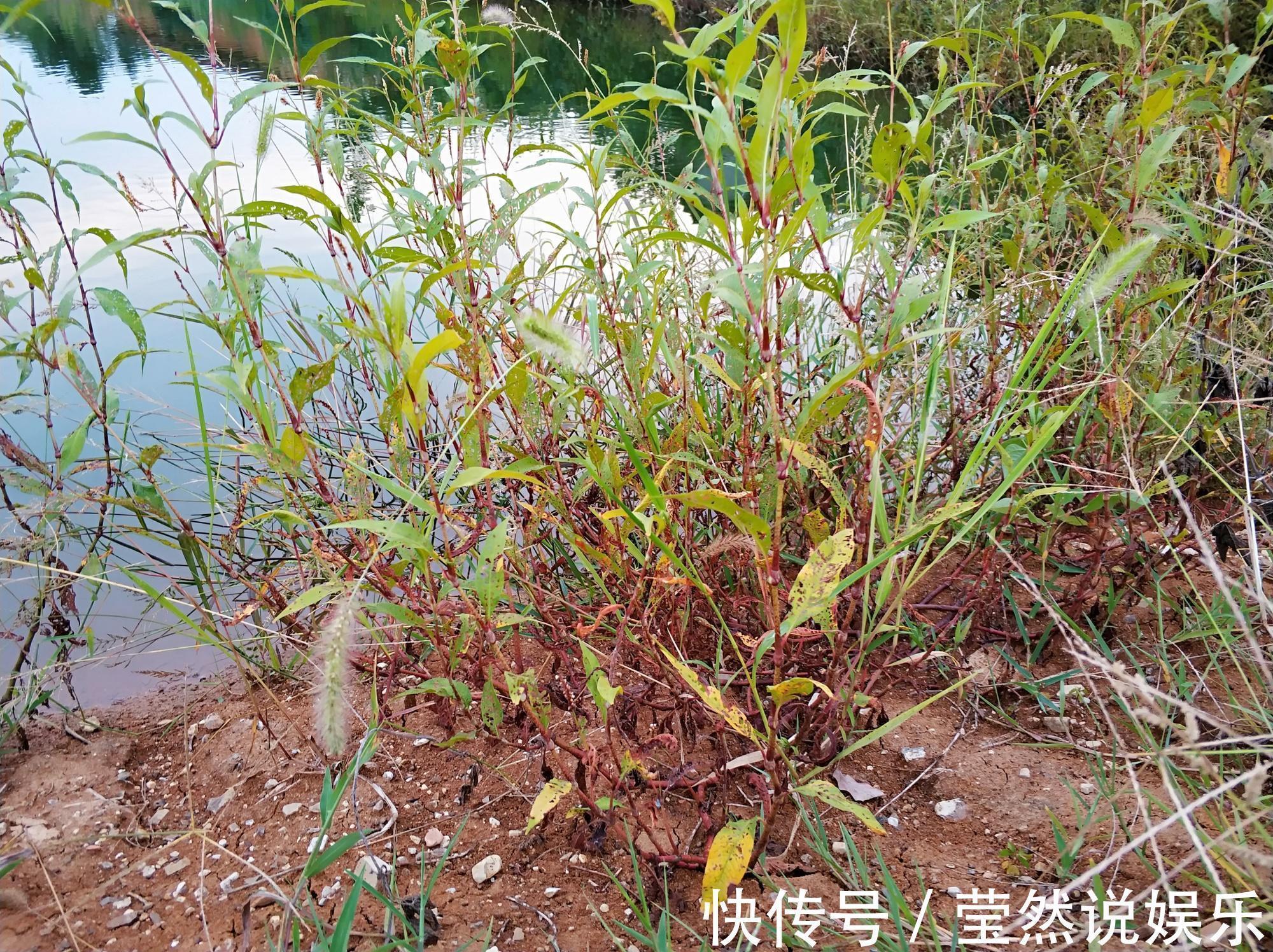 狗尾巴草|一种形似竹子的野草，价值珍贵，人称“痛骨消”，如今10元一斤