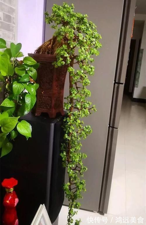 老桩|养金枝玉叶要“有耐心”,知道这个小技巧,2年养成高颜值老桩