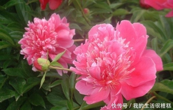 一种可与牡丹相媲美的花 长得像牡丹花 被誉为 花中宰相 粉紫色 一种可与牡丹相媲美的花 长得像牡丹花 被誉为 花中宰相 粉紫色