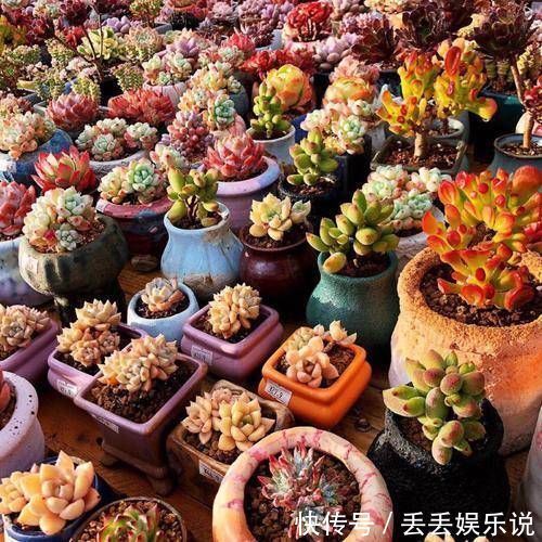 叶片|多肉植物不用买，像张大爷这样捡，养出多肉小花园，不比买的差